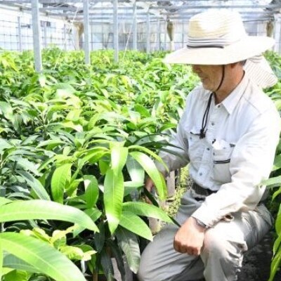 観葉植物 パンダガジュマル8号鉢 前園植物園 H 008 お礼品詳細 ふるさと納税なら さとふる