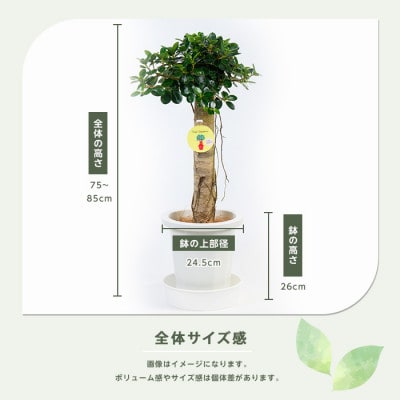 【観葉植物】パンダガジュマル75cm～85cm(055-1452)