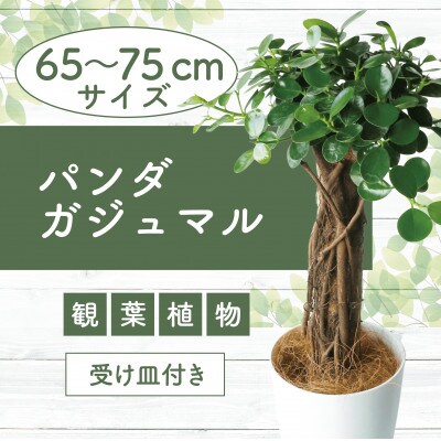 【観葉植物】パンダガジュマル65cm～75cm(045-1451)