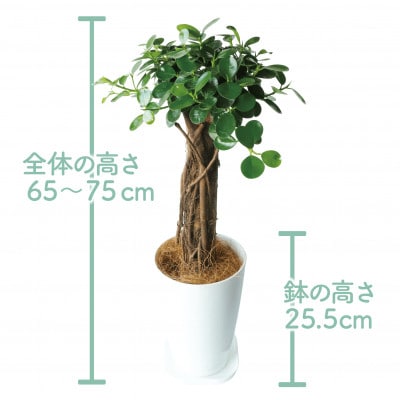 【観葉植物】パンダガジュマル65cm～75cm(045-1451)