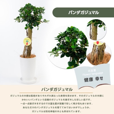 【観葉植物】パンダガジュマル65cm～75cm(045-1451)