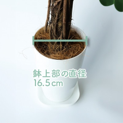 【観葉植物】パンダガジュマル65cm～75cm(045-1451)