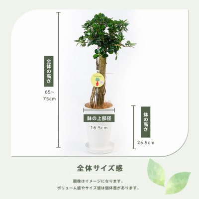 【観葉植物】パンダガジュマル65cm～75cm(045-1451)