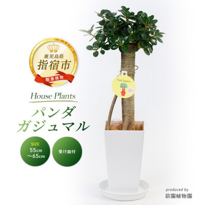 【観葉植物】パンダガジュマル55cm~65cm(035-1450)