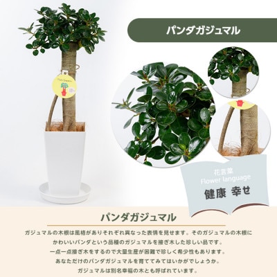 【観葉植物】パンダガジュマル55cm～65cm(035-1450)