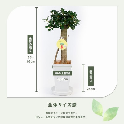 【観葉植物】パンダガジュマル55cm～65cm(035-1450)