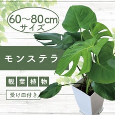 【観葉植物】モンステラ60cm～80cm(015-1484)