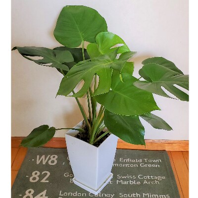 【観葉植物】モンステラ7号ホワイト鉢(Green Base)T-034