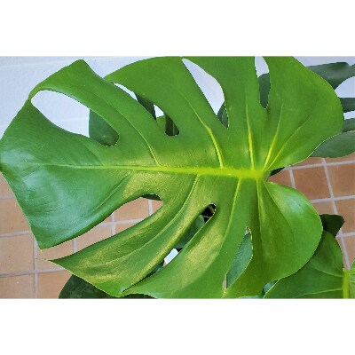 【観葉植物】モンステラ7号ホワイト鉢(Green Base)T-034