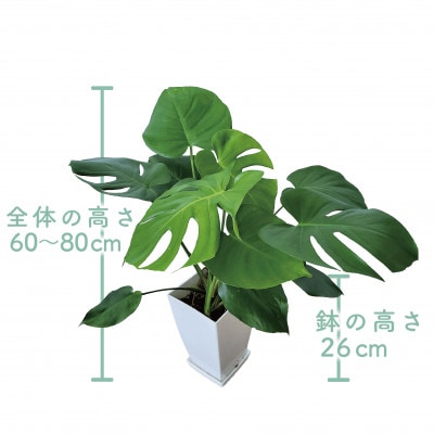 【観葉植物】モンステラ60cm～80cm(015-1484)