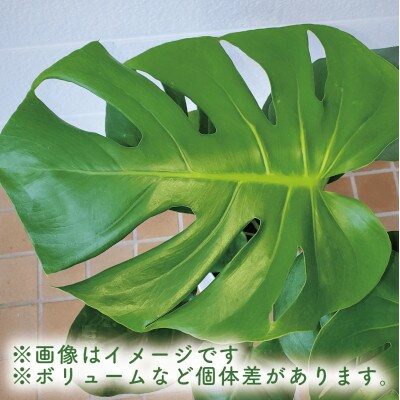 【観葉植物】モンステラ60cm～80cm(015-1484)