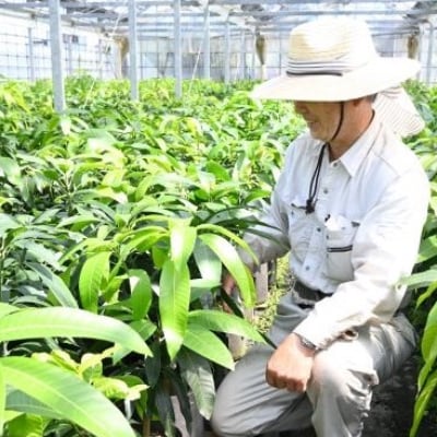 【観葉植物】ケンチャヤシ7号鉢(前園植物園)A-090