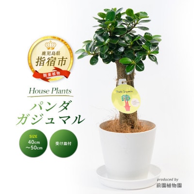 【観葉植物】パンダガジュマル40cm～50cm(025-1449)