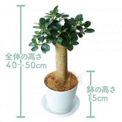 【観葉植物】パンダガジュマル40cm～50cm(025-1449)