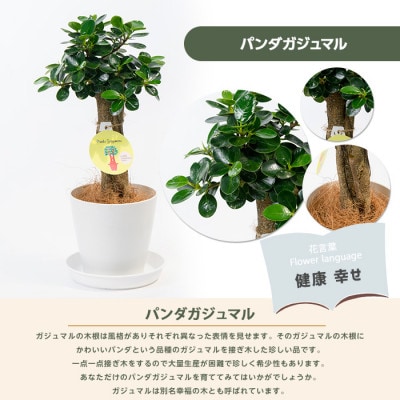 【観葉植物】パンダガジュマル40cm～50cm(025-1449)