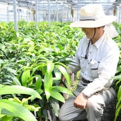 観葉植物】パンダガジュマル5号(025-1449) | お礼品詳細 | ふるさと 