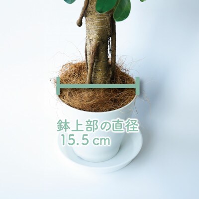 【観葉植物】パンダガジュマル40cm～50cm(025-1449)