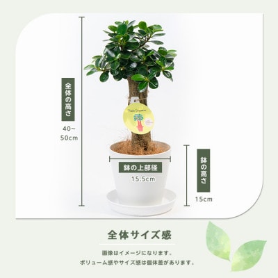 【観葉植物】パンダガジュマル40cm～50cm(025-1449)