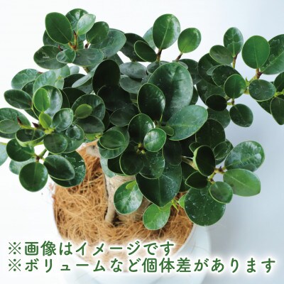 【観葉植物】パンダガジュマル40cm～50cm(025-1449)
