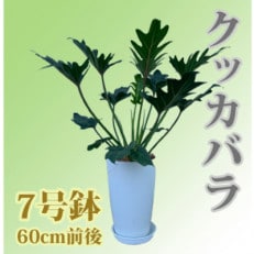 【観葉植物】クッカバラ7号(018-406) | ふるさと納税のお礼品