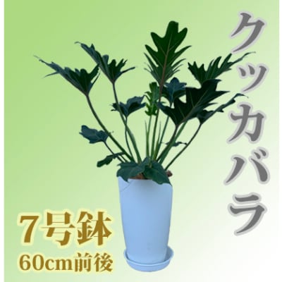 観葉植物 クッカバラ 7号鉢 C 129 お礼品詳細 ふるさと納税なら さとふる