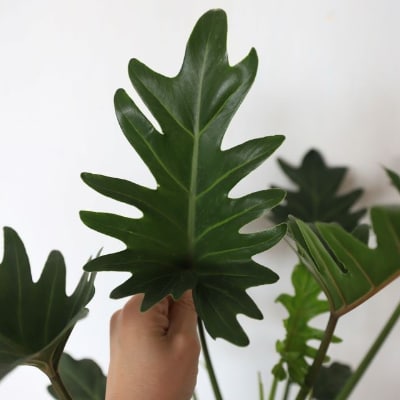 観葉植物 クッカバラ 7号鉢 C 129 お礼品詳細 ふるさと納税なら さとふる