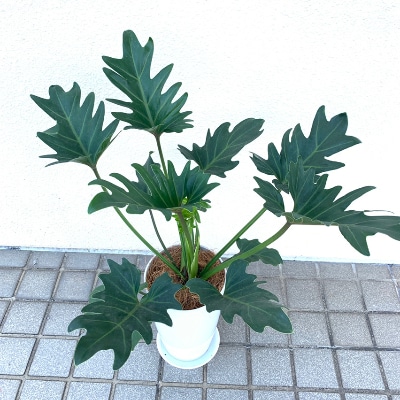 観葉植物 クッカバラ 7号鉢 C 129 お礼品詳細 ふるさと納税なら さとふる