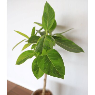【観葉植物】アルテシーマ幹朴60cm～80cm(016-1365)