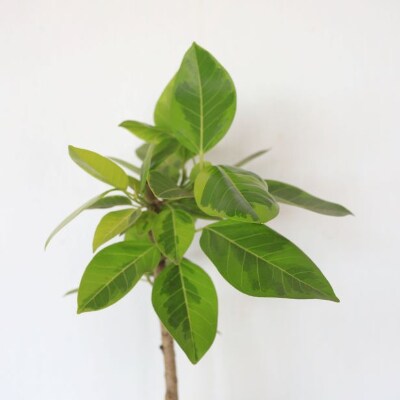 【観葉植物】アルテシーマ幹朴60cm～80cm(016-1365)