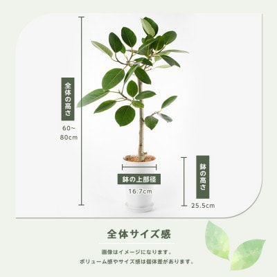 【観葉植物】アルテシーマ幹朴60cm～80cm(016-1365)