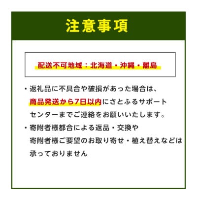 【観葉植物】アルテシーマ幹朴60cm～80cm(IB075-002)
