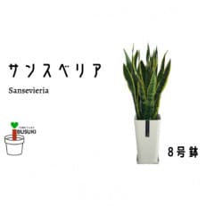 【観葉植物】サンスベリア8号(024-135)