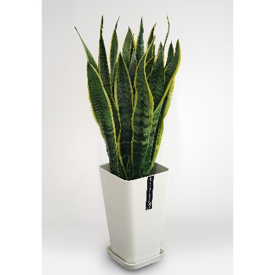 【観葉植物】サンスベリア8号(024-135)