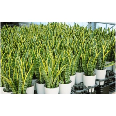 【観葉植物】サンスベリア8号(024-135)
