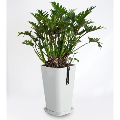 【観葉植物】根上がりクッカバラ8号鉢(028-133)