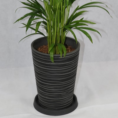 【観葉植物】アレカヤシ7号(018-1367)