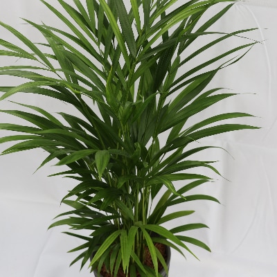【観葉植物】アレカヤシ7号(018-1367)