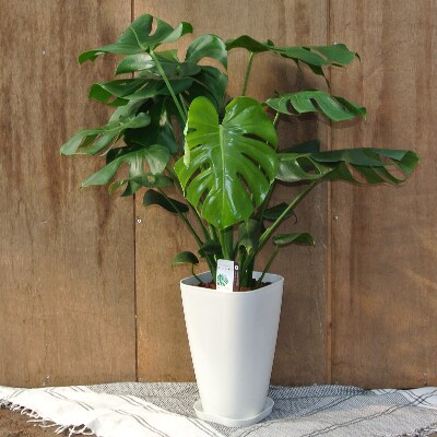 観葉植物 モンステラ8号 緑の中道 C 086 お礼品詳細 ふるさと納税なら さとふる