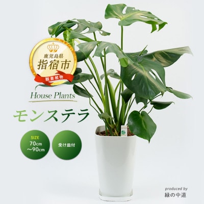 【観葉植物】モンステラ70cm～90cm(025-1486)