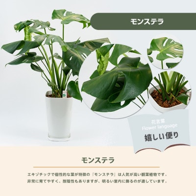 【観葉植物】モンステラ70cm～90cm(025-1486)