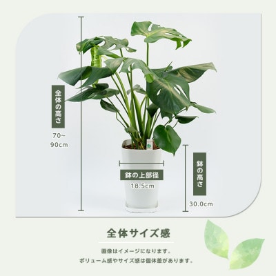 【観葉植物】モンステラ70cm～90cm(025-1486)