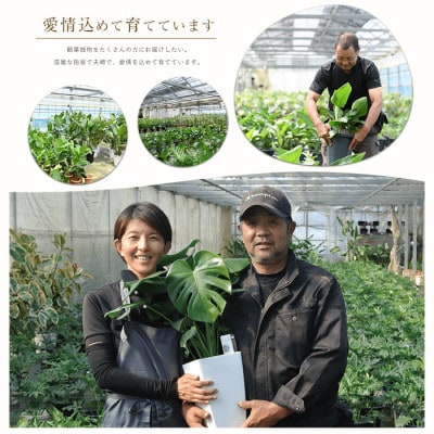【観葉植物】モンステラ70cm～90cm(025-1486)