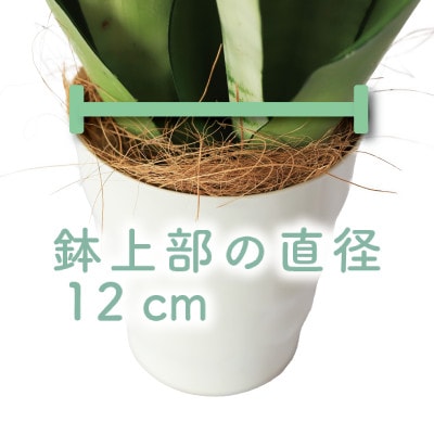 観葉植物】サンスベリア・ムーンシャイン 30cm～50cm (014-1409