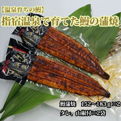 【2022年6月中旬発送】指宿温泉で育てた鰻の蒲焼(無頭背開き)2尾(山中水産)B-043