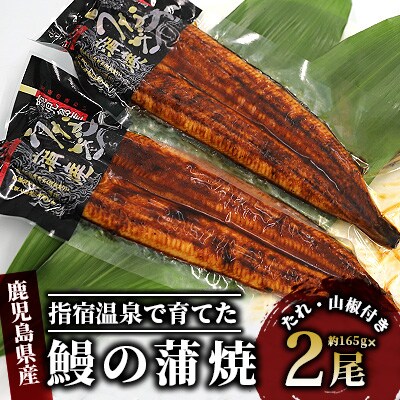 【2023年7月中旬発送】指宿温泉で育てた鰻の蒲焼(無頭背開き)約165g×2尾(B-043)