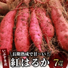 指宿産紅はるか7kg(A-301)