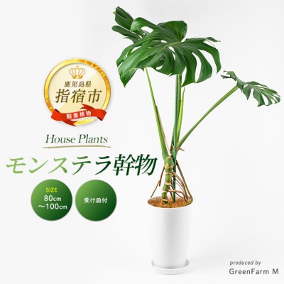 【観葉植物】モンステラ幹物 80cm～100cm(014-1489)