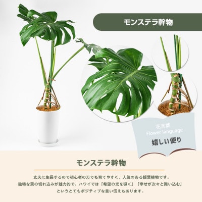 【観葉植物】モンステラ幹物 80cm～100cm(014-1489)