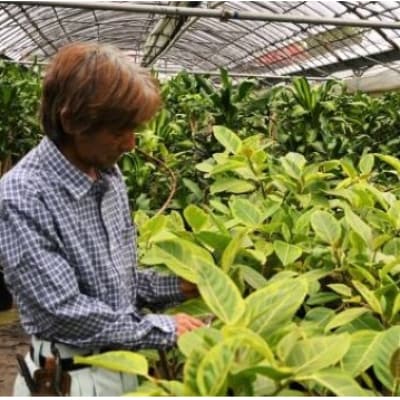 【観葉植物】モンステラ幹物 80cm～100cm(014-1489)