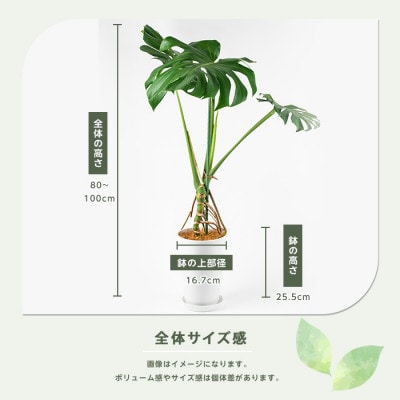 【観葉植物】モンステラ幹物 80cm～100cm(014-1489)